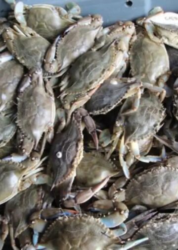 La tecnificación de la pesca es una urgencia para pescadores