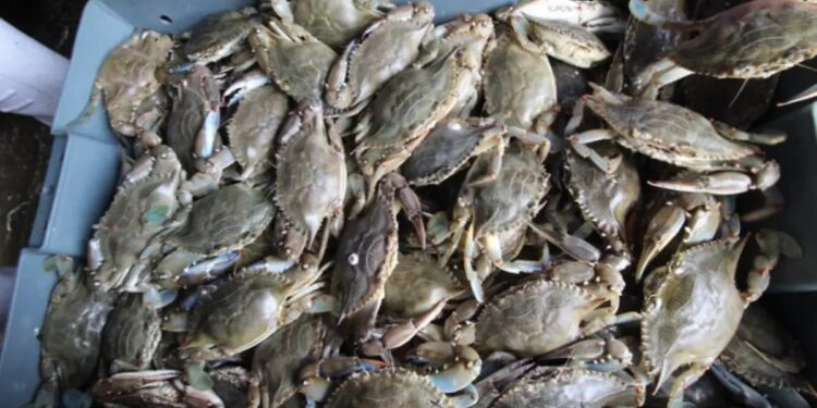 La tecnificación de la pesca es una urgencia para pescadores