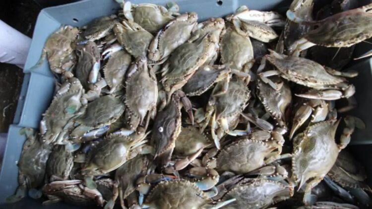 La tecnificación de la pesca es una urgencia para pescadores