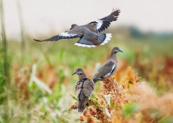 Solicita regidora del PRI que cazadores de palomas “alas blancas”, tiren lejos de las áreas pobladas