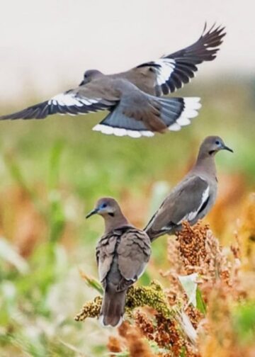 Solicita regidora del PRI que cazadores de palomas “alas blancas”, tiren lejos de las áreas pobladas
