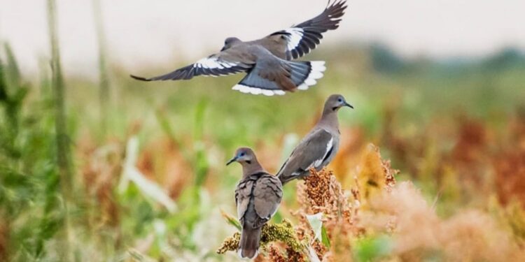 Solicita regidora del PRI que cazadores de palomas “alas blancas”, tiren lejos de las áreas pobladas