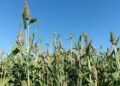 Siembra de sorgo cada vez es menor en la zona de San Fernando