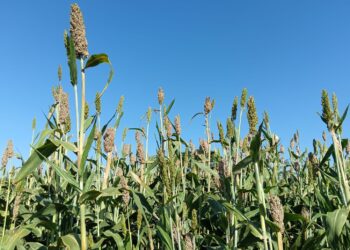 Siembra de sorgo cada vez es menor en la zona de San Fernando