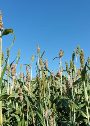 Siembra de sorgo cada vez es menor en la zona de San Fernando