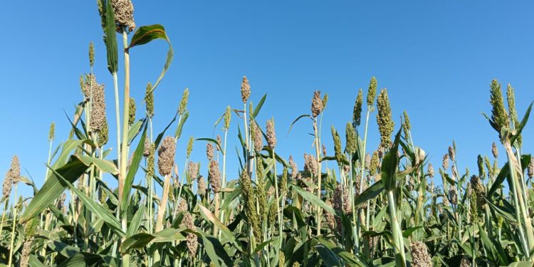 Siembra de sorgo cada vez es menor en la zona de San Fernando