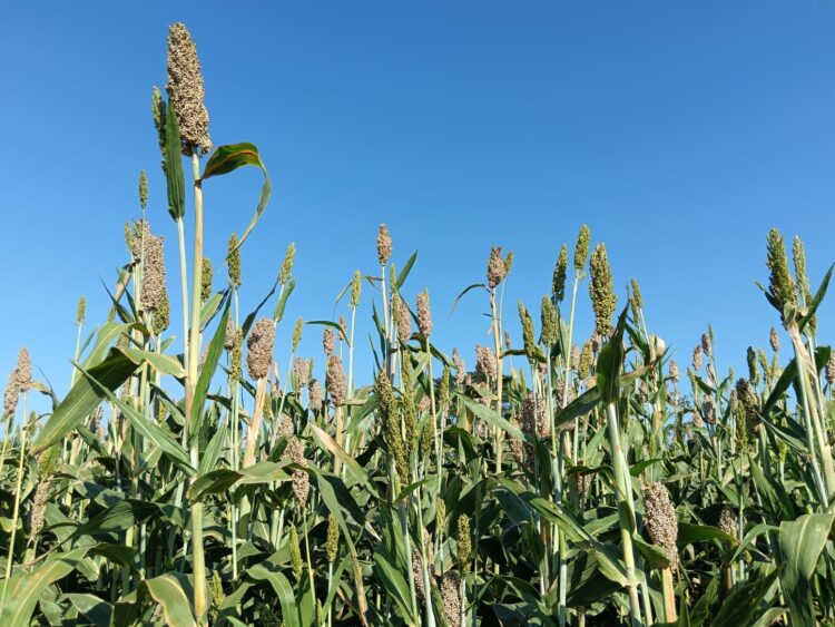 Siembra de sorgo cada vez es menor en la zona de San Fernando