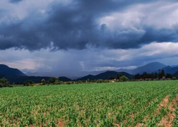 Pronósticos de más lluvias: agricultores se alegran 