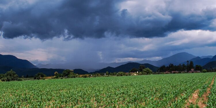 Pronósticos de más lluvias: agricultores se alegran 