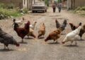 Animales sueltos en las calles evocan el origen rural de San Fernando