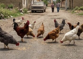 Animales sueltos en las calles evocan el origen rural de San Fernando