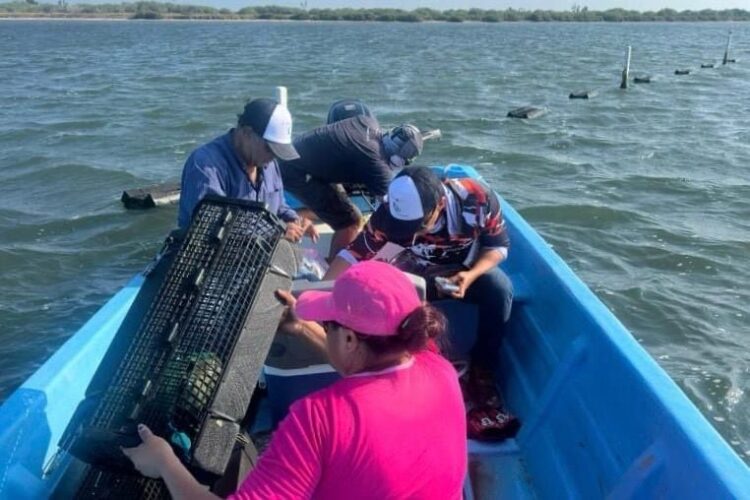 “Nortes” son aliados de la producción pesquera en la laguna madre 