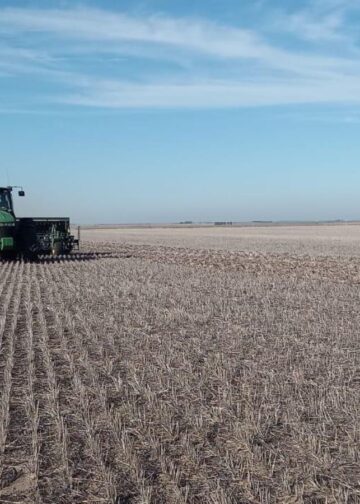 Más de seis mil hectáreas serán sembradas con trigo en El Valle de San Fernando