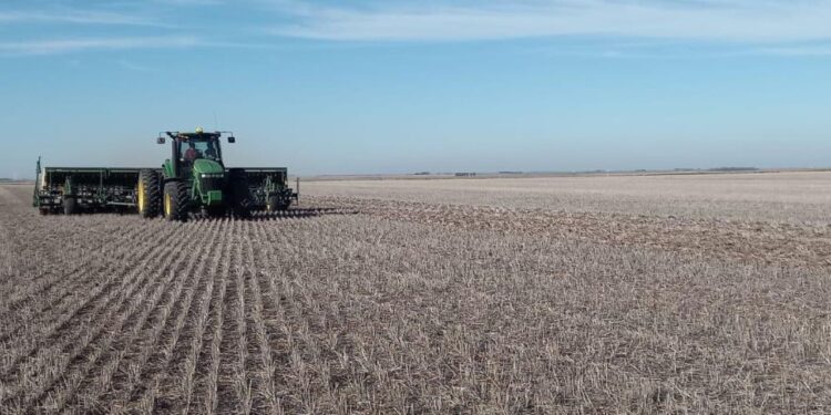 Más de seis mil hectáreas serán sembradas con trigo en El Valle de San Fernando