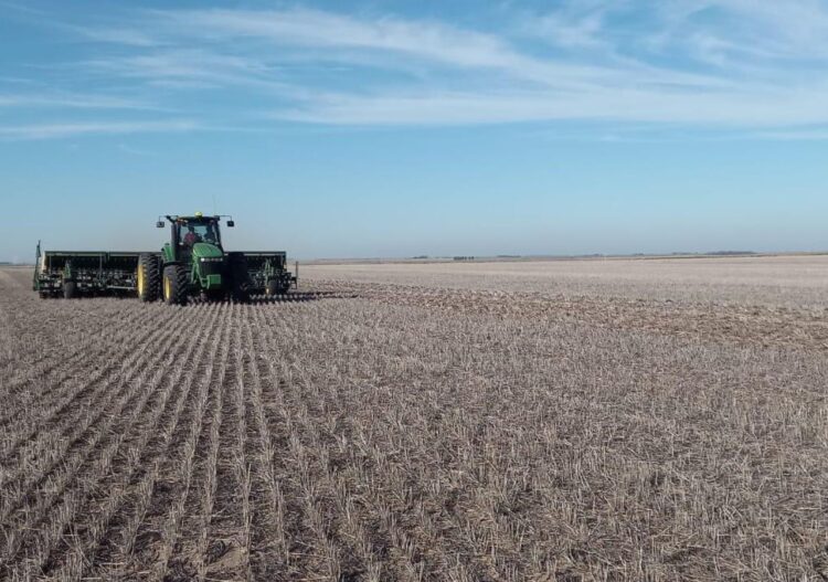 Más de seis mil hectáreas serán sembradas con trigo en El Valle de San Fernando