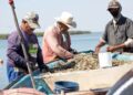 Veda de Lisa está siendo respetada en la laguna madre