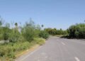 Detrás de las lluvias viene la maleza… y los insoportables zancudos