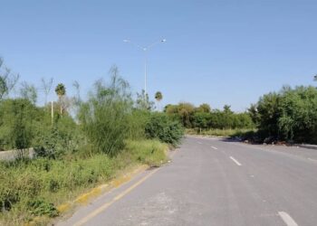 Detrás de las lluvias viene la maleza… y los insoportables zancudos