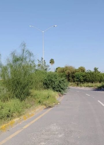Detrás de las lluvias viene la maleza… y los insoportables zancudos