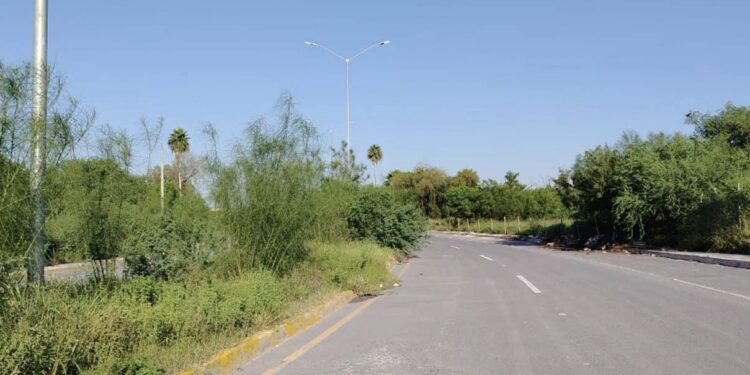 Detrás de las lluvias viene la maleza… y los insoportables zancudos