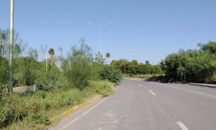 Detrás de las lluvias viene la maleza… y los insoportables zancudos